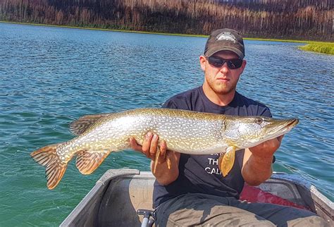 the forest fish|best bait for northern pike.